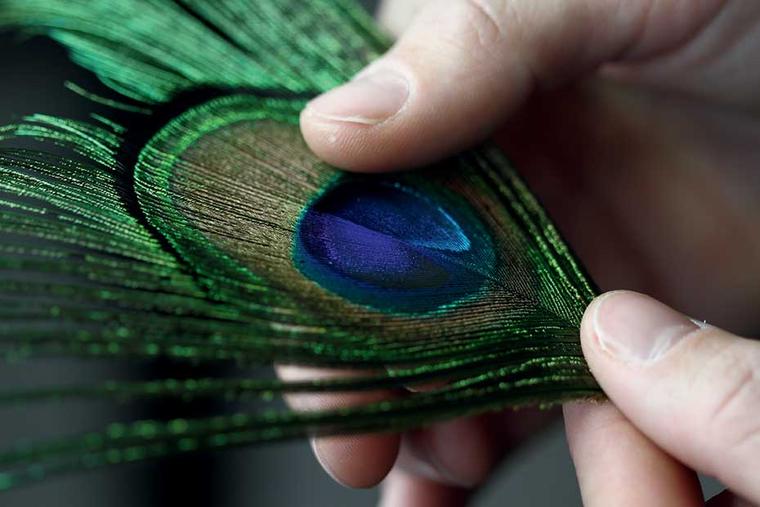 The art of plumasserie, or feather art, requires patience and dexterity.